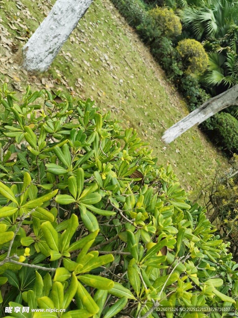 绿意盎然的植物景观