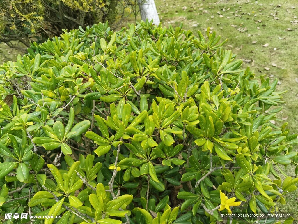 绿叶繁茂的灌木丛