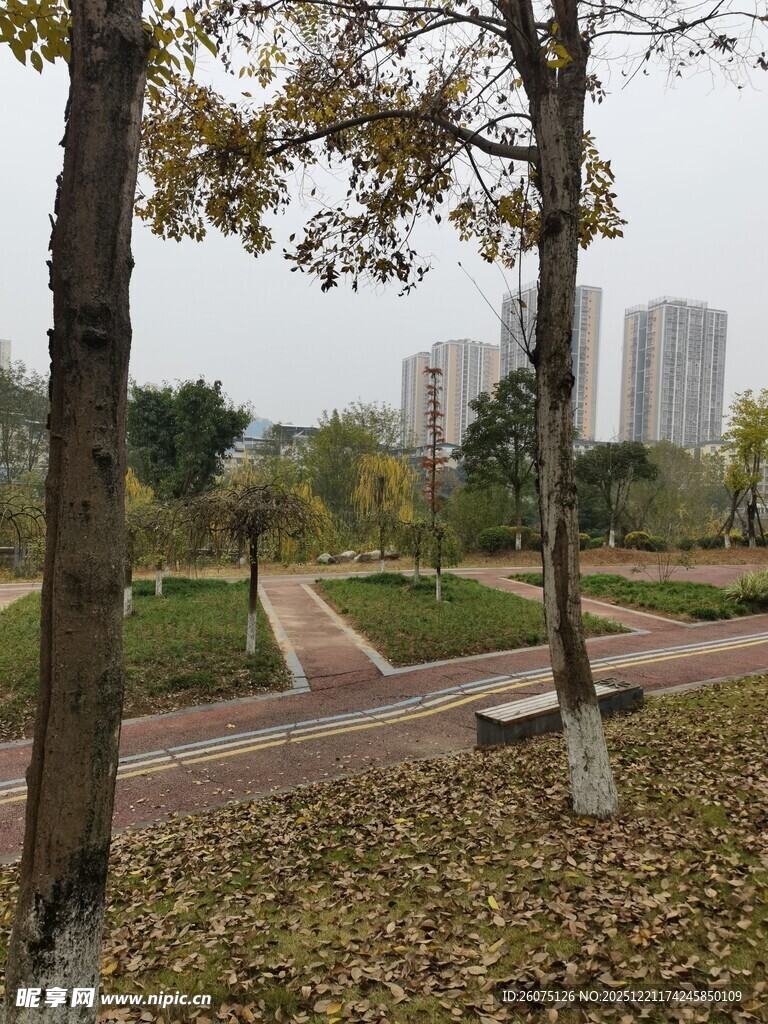 秋日公园落叶景致