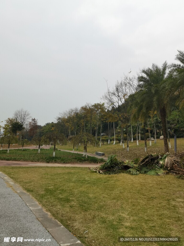 公园中的宁静小路与绿植