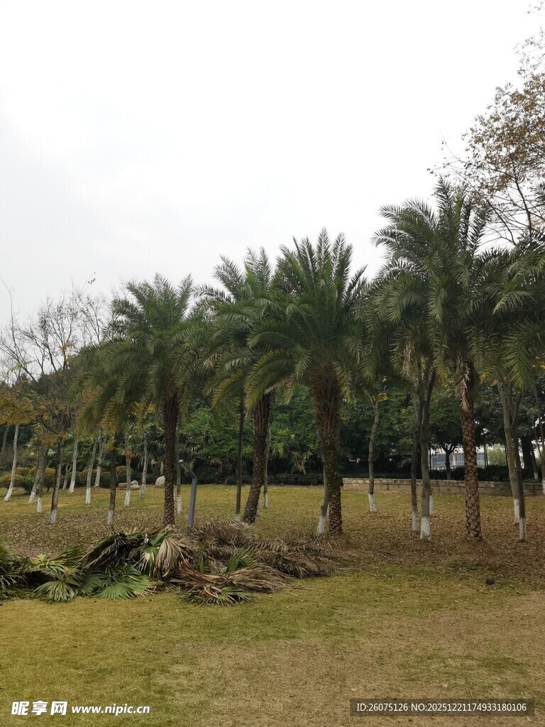 户外棕榈树林景观