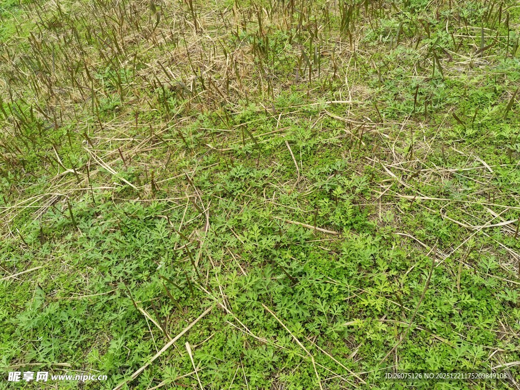 翠绿草地生机盎然