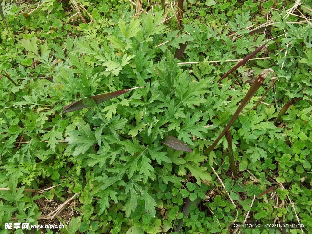 嫩绿繁茂的地面植物景观