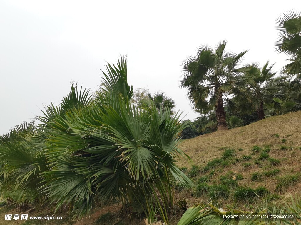 山坡上的多样棕榈植物