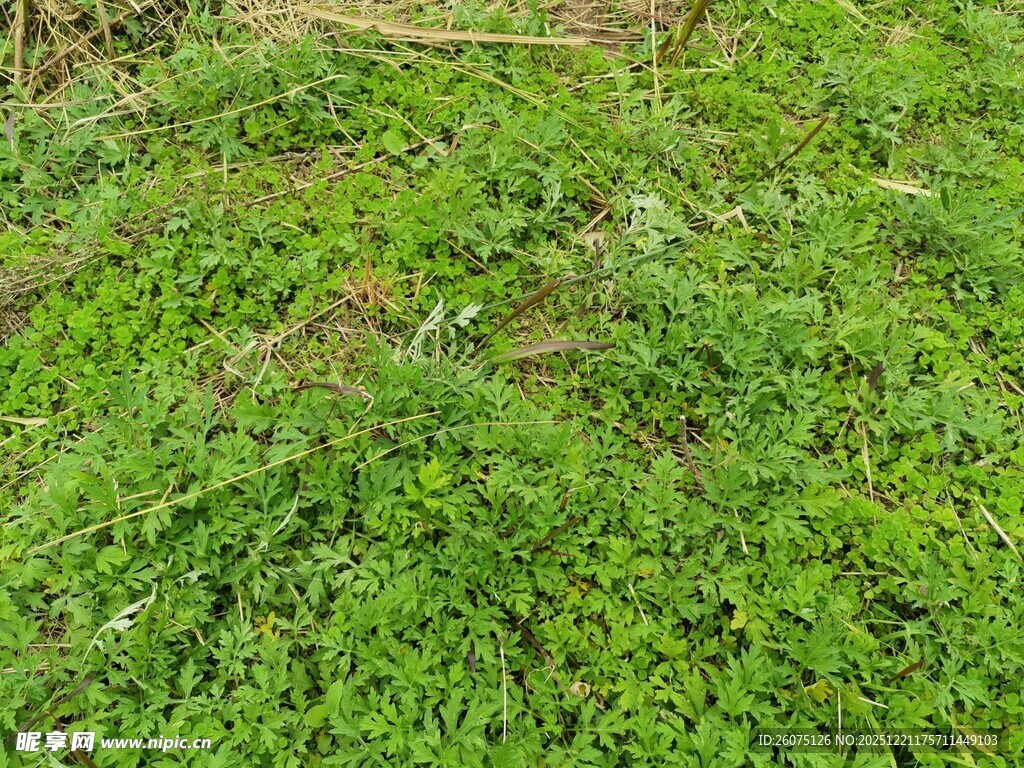 翠绿繁茂的地面植被景观