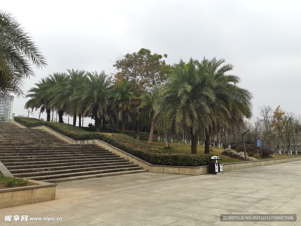 户外棕榈树景观步道