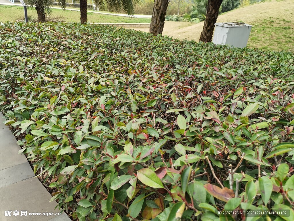 绿叶繁茂的植物景观