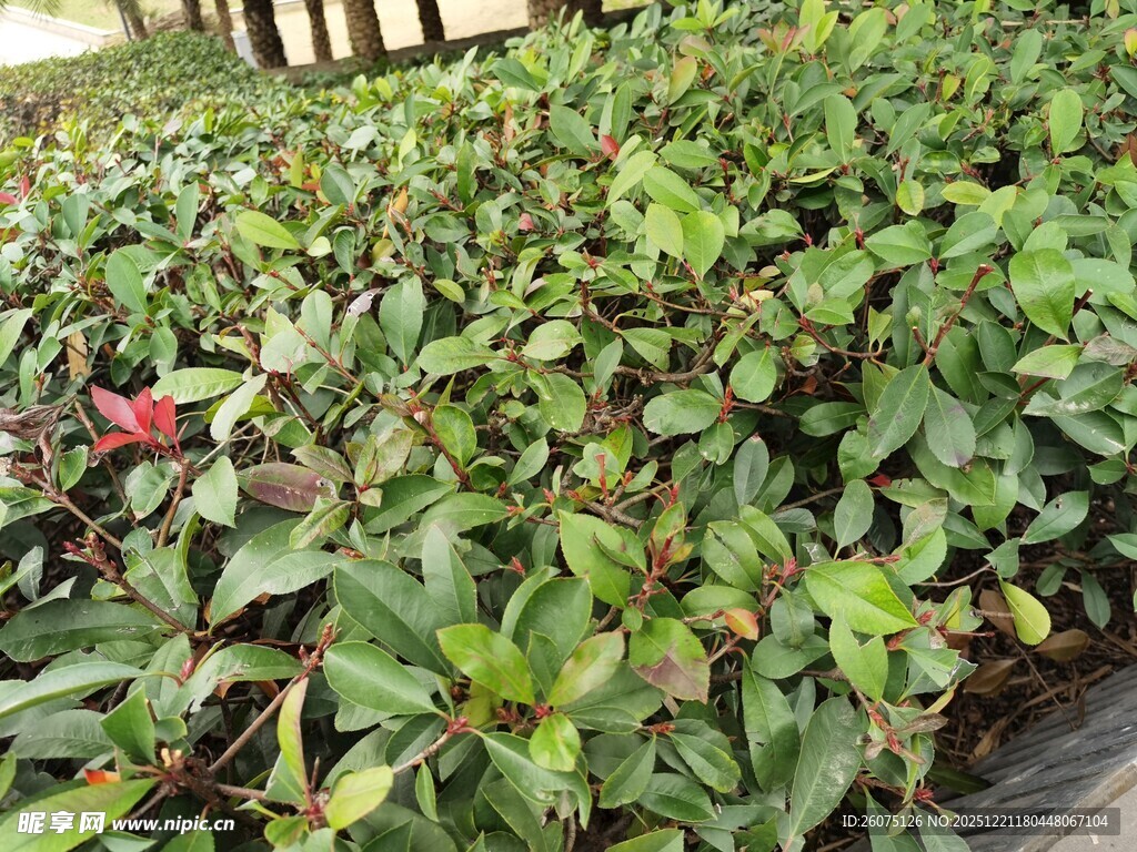 绿叶繁茂的植物景观