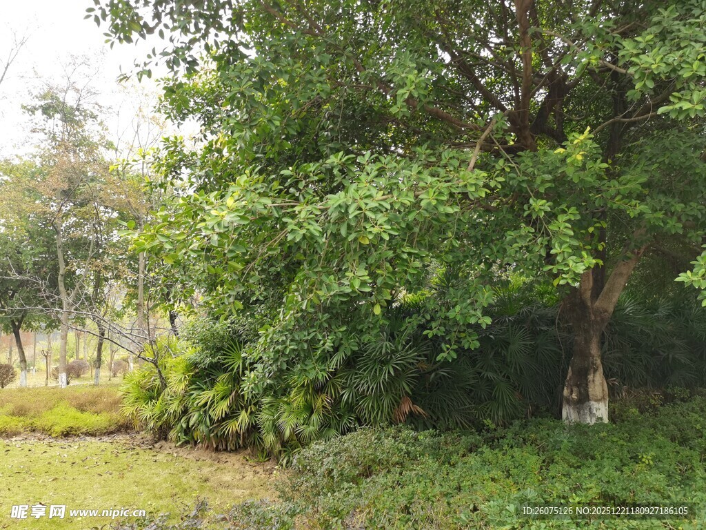 绿意盎然的户外自然景致