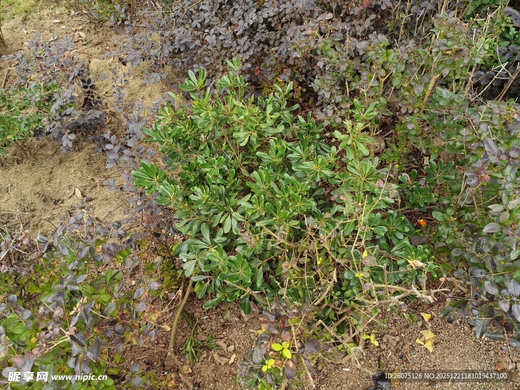 野外生长的绿色植物