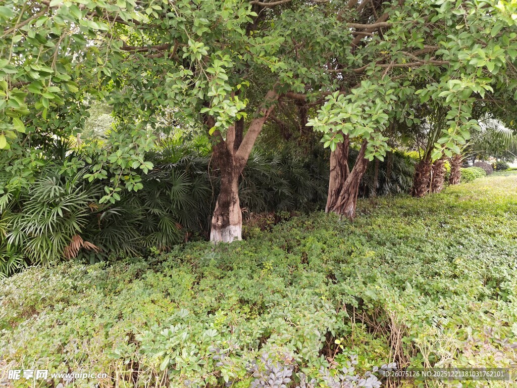 繁茂树林中的绿意景致