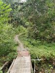 林间木栈道 自然野趣浓
