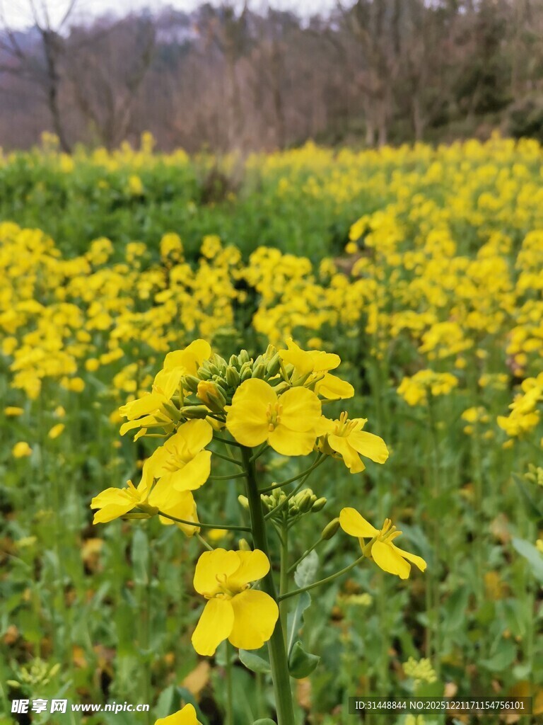 春日油菜花田美景