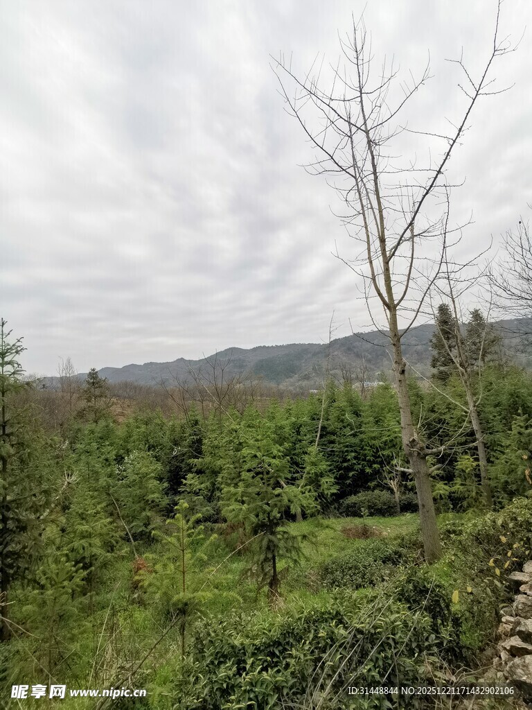 野外绿意盎然的植被景观