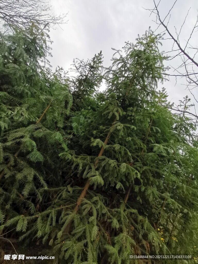 茂密竹林绿意盎然