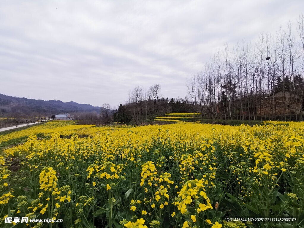 春日油菜花海田园风光