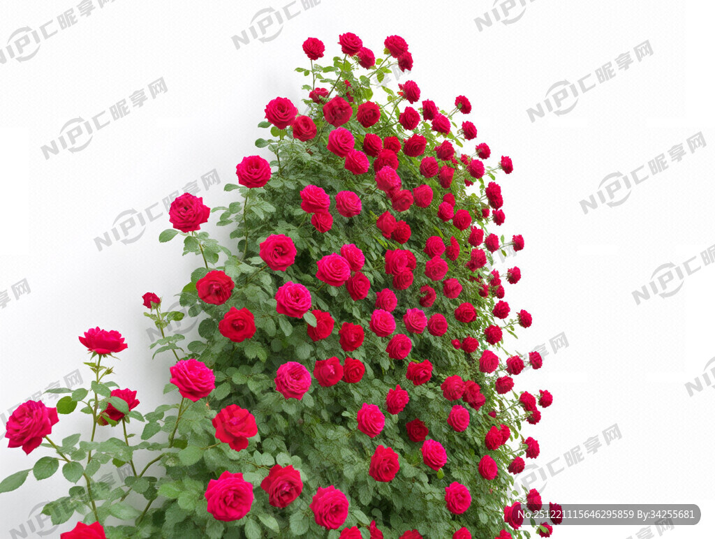 玫瑰花打卡墙  白色背景