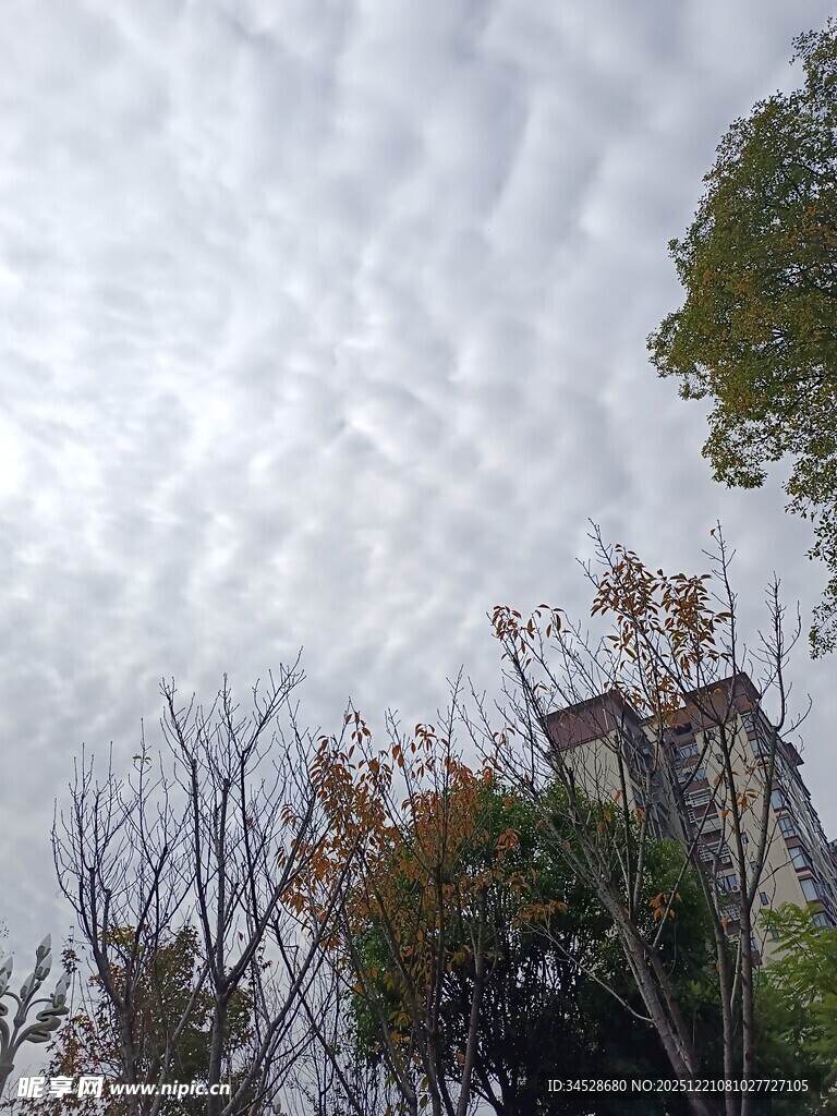 天空中云朵与树木景观