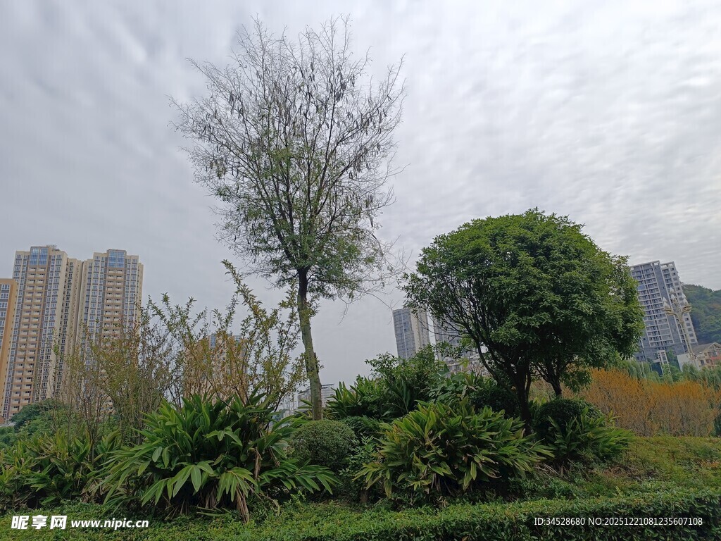 城市中的绿植与高楼景观