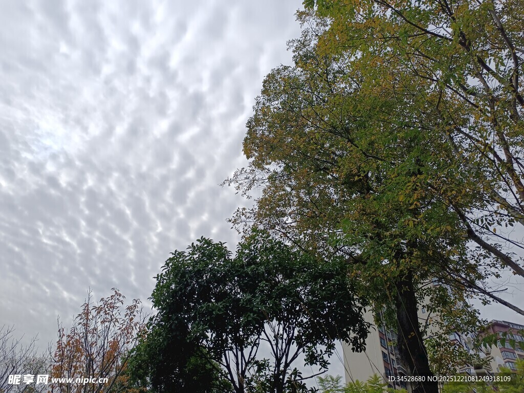 天空下的绿树景致