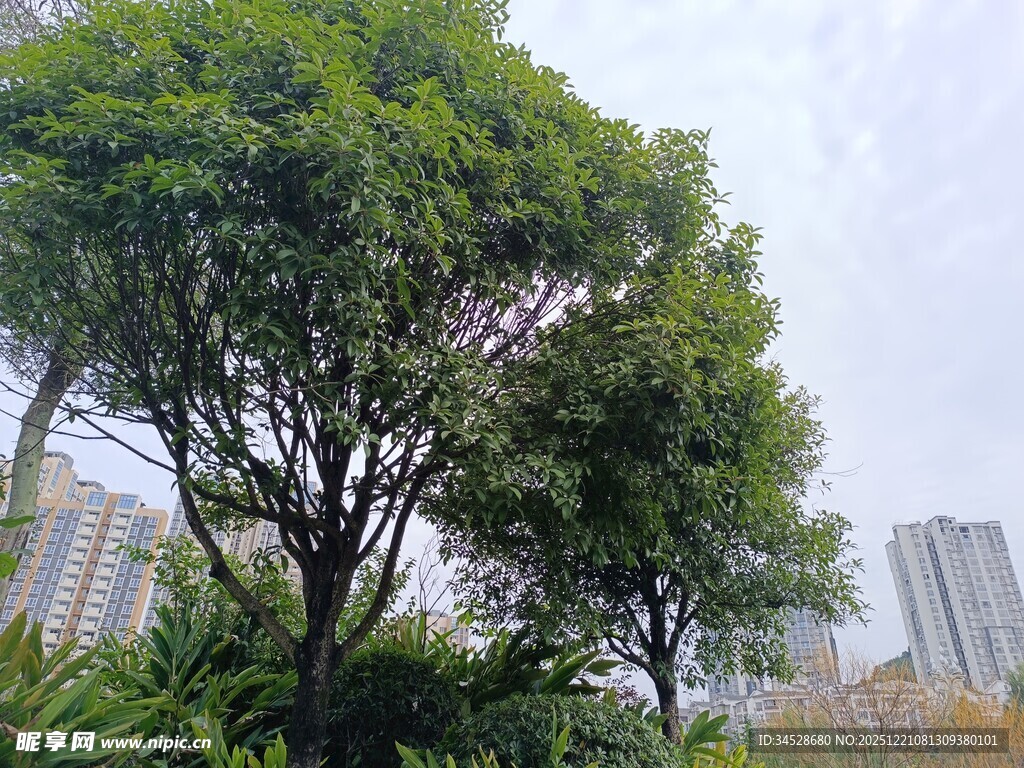 城市中葱郁的绿树景观