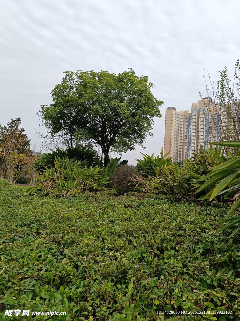 绿意盎然的户外自然景致