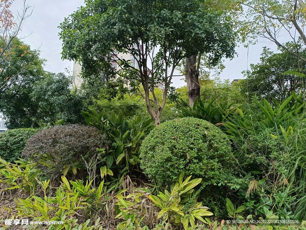 绿意盎然的园林景观