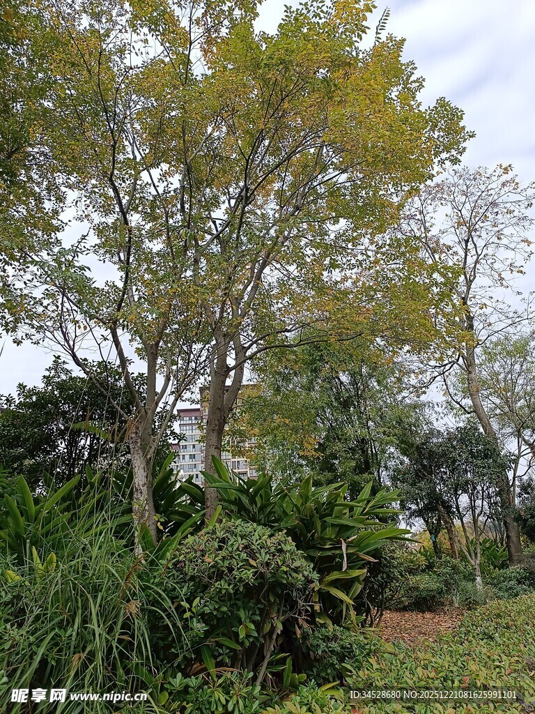 绿意盎然的户外植物景观