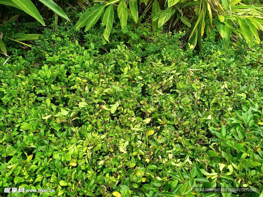 翠绿繁茂的地面绿植景观