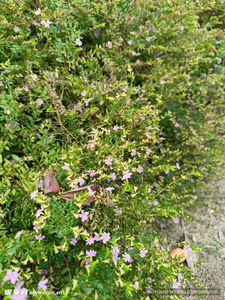 繁茂绿植中的紫色小花