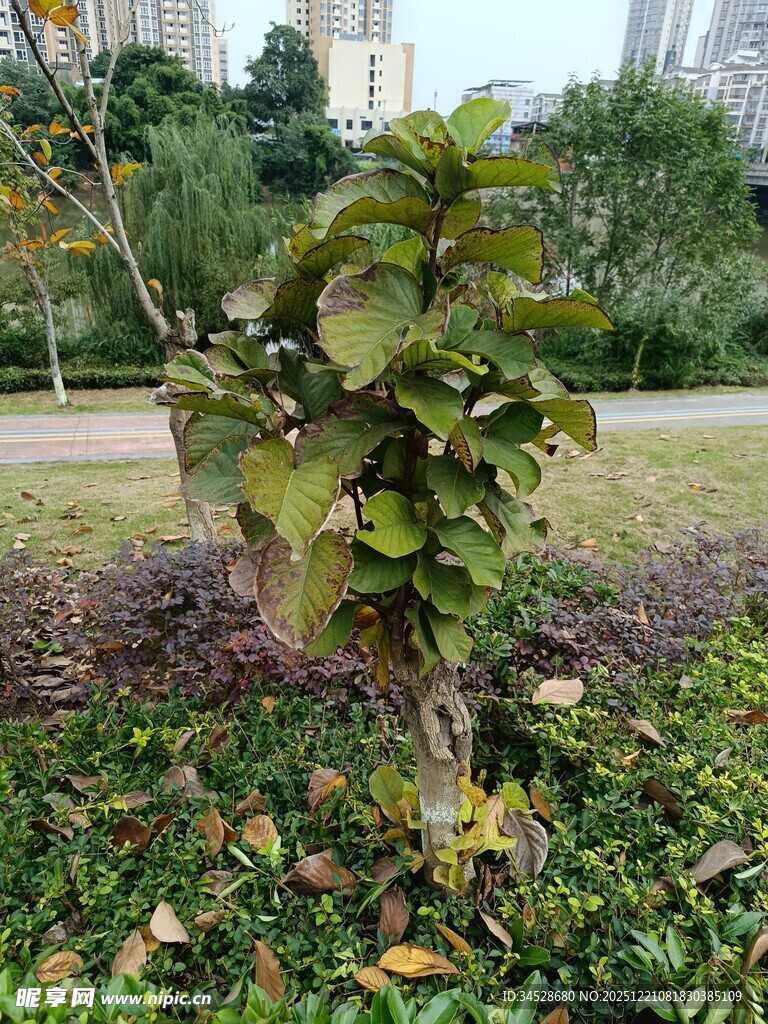 户外绿植景观中的一棵树木