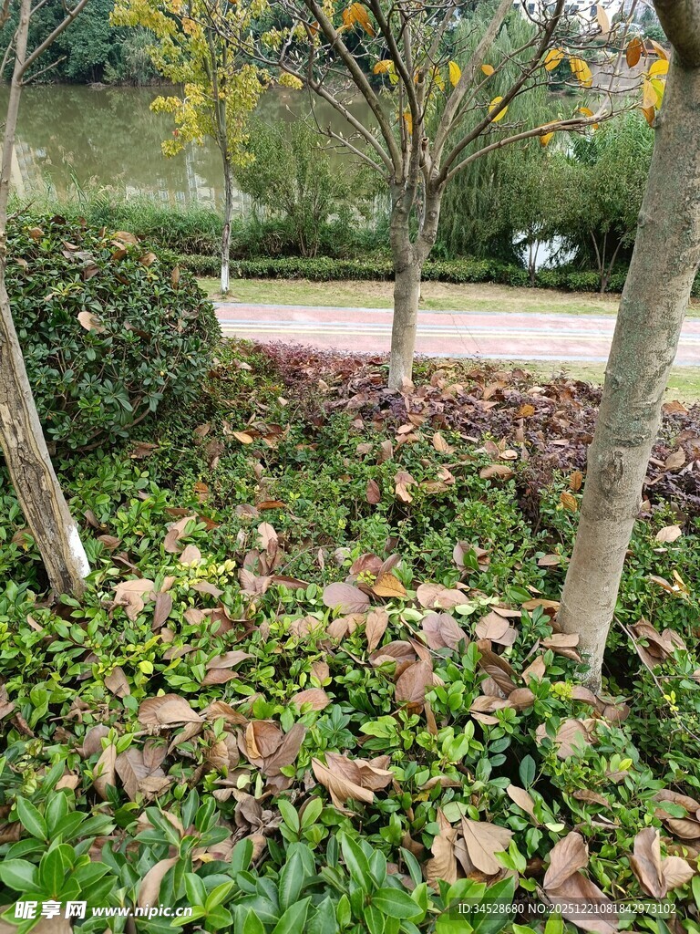 秋日园林落叶景观