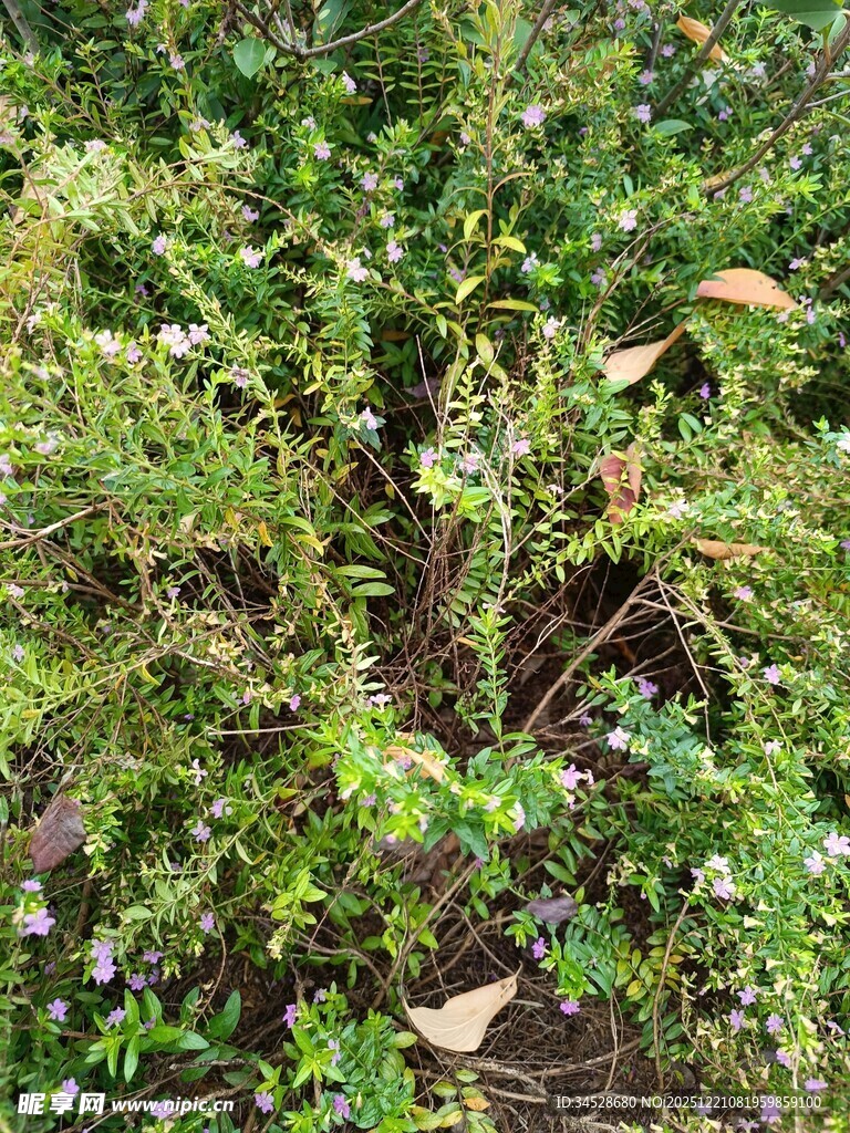 野外繁茂的绿色植物景观