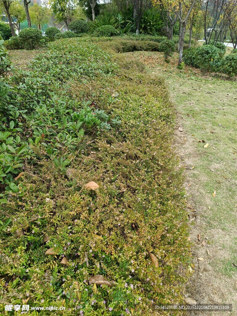 绿意盎然的园林植物景观