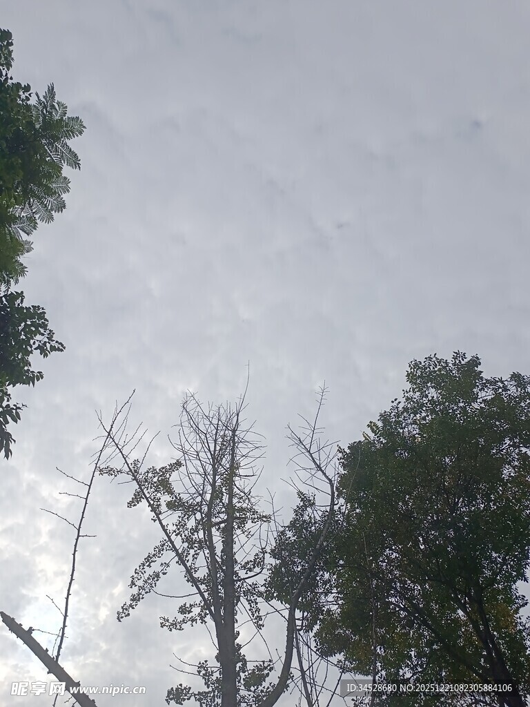 天空下的树木景象