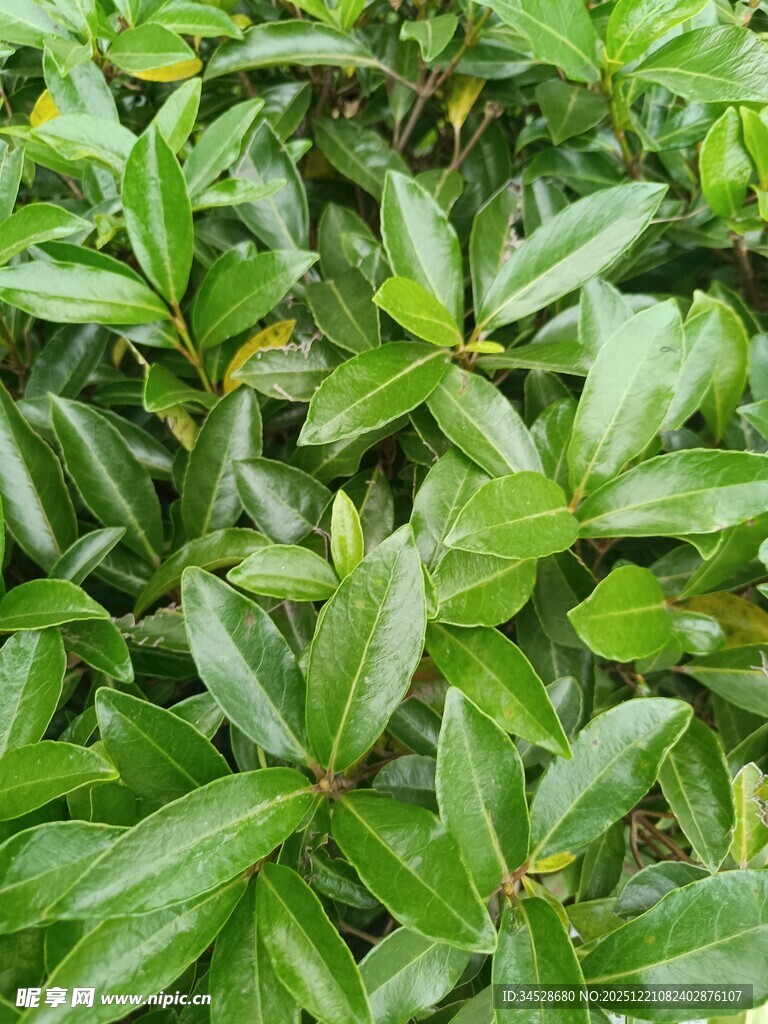 翠绿繁茂的叶片植物