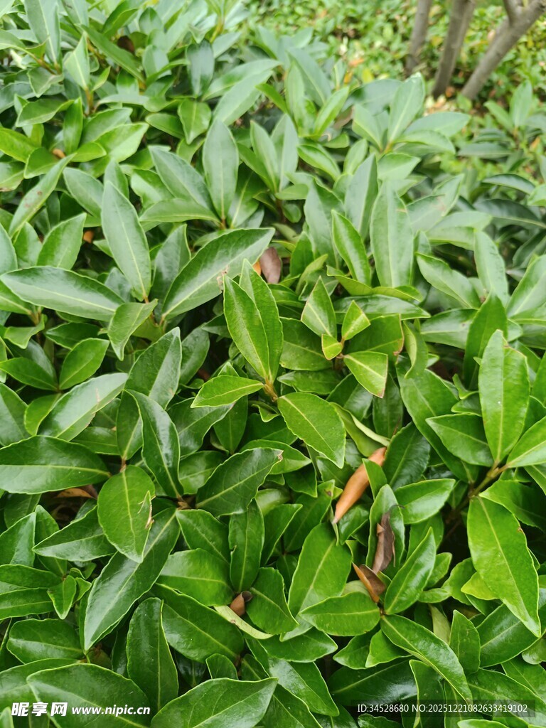 翠绿繁茂的植物叶片