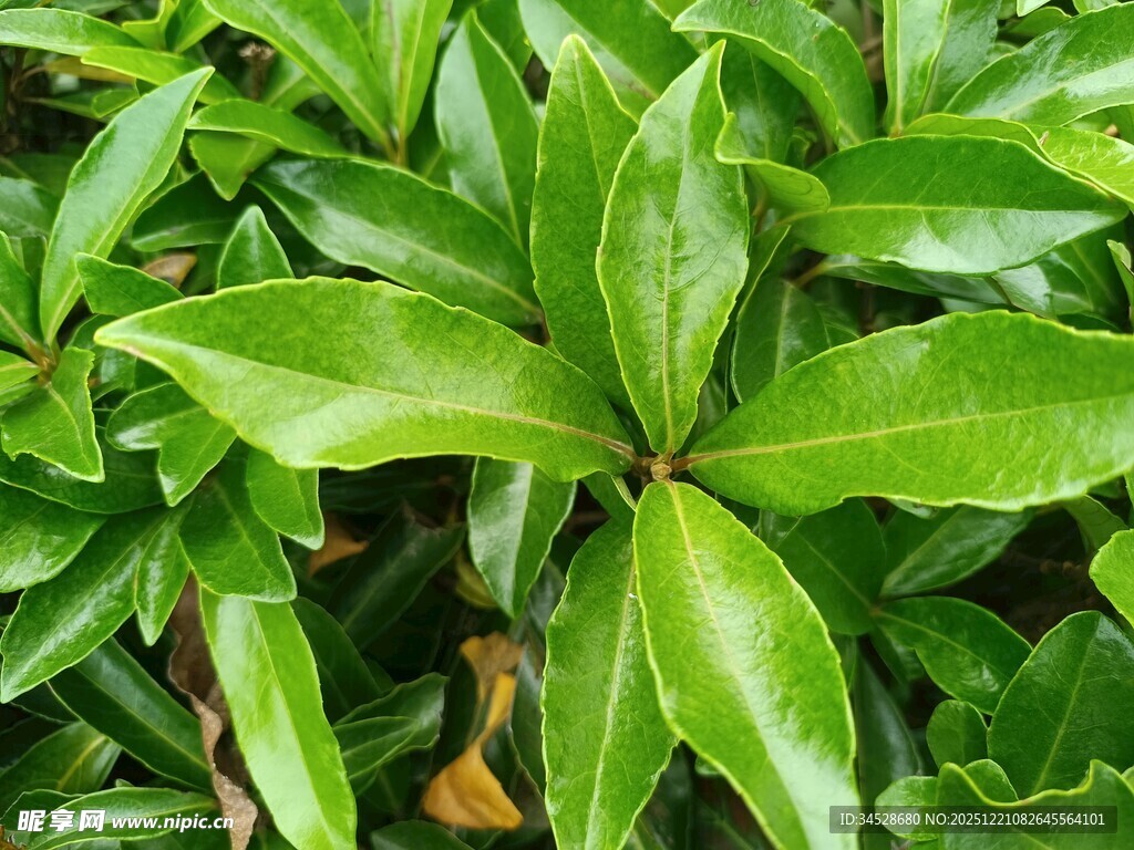 翠绿繁茂的植物叶片