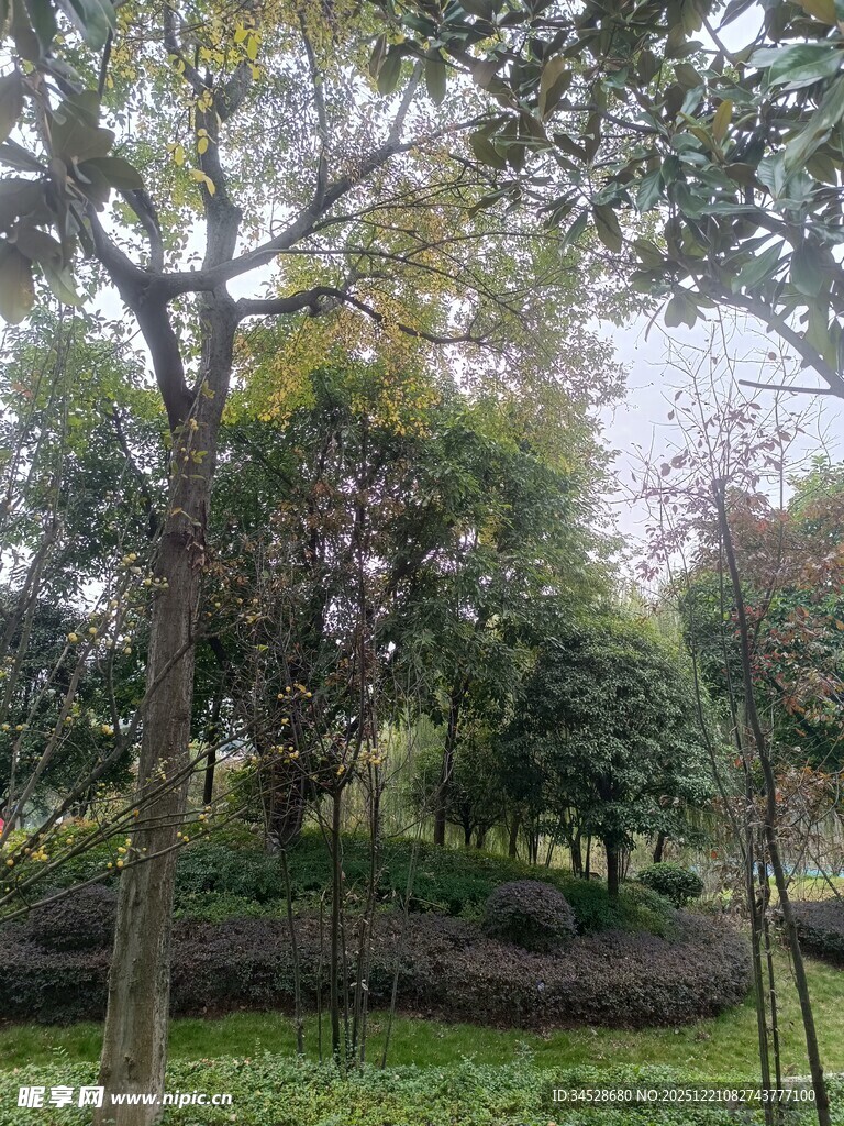 绿意盎然的户外树林景观