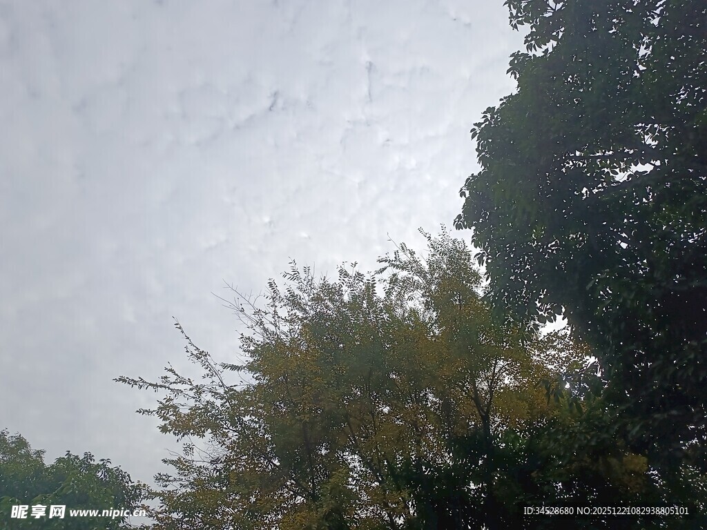 树梢之上的朦胧天空