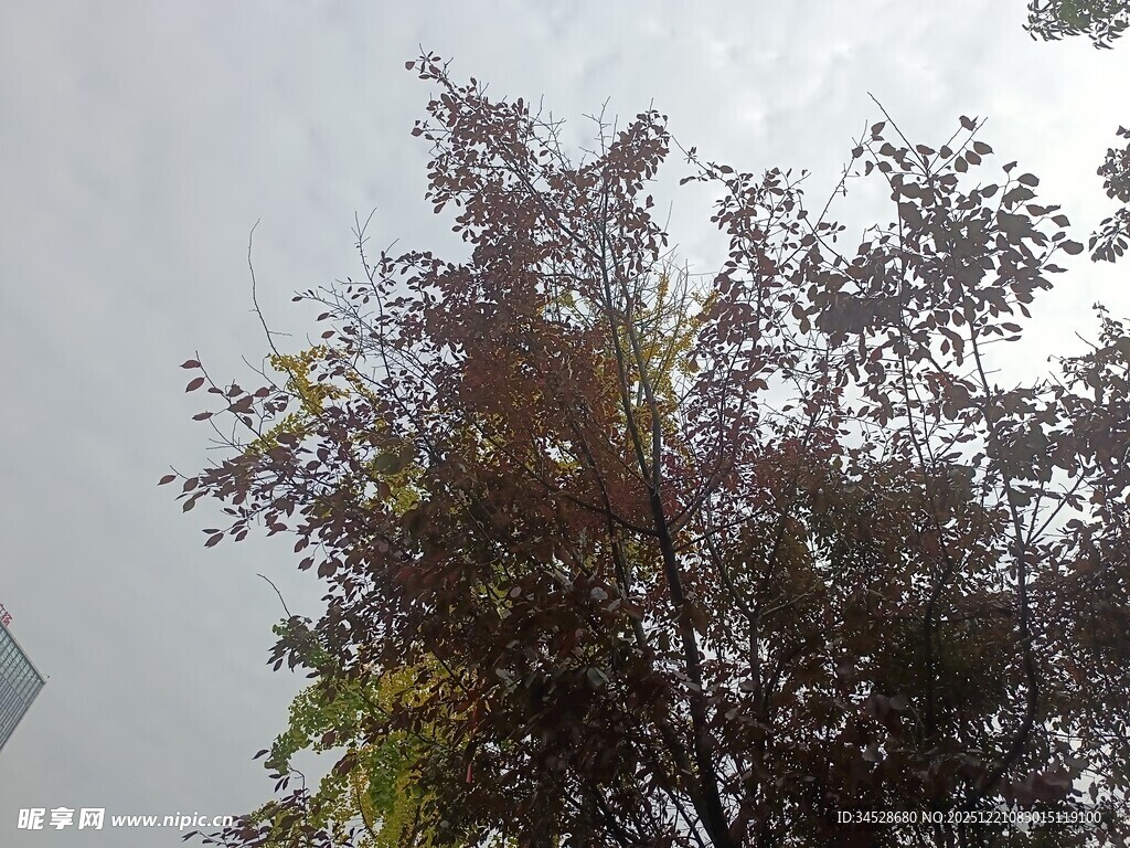 阳光下的树木枝叶