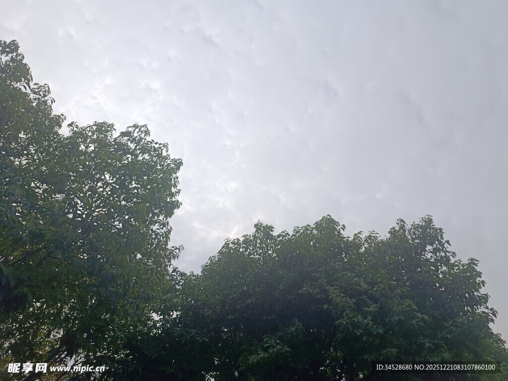 仰视绿树与天空景象