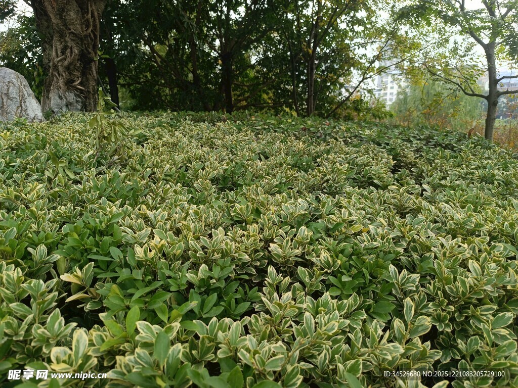 绿意盎然的地面植物景观