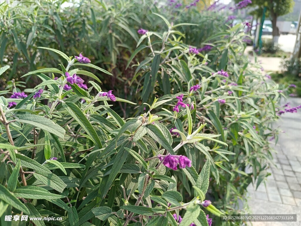 路边绽放的紫色美丽花卉