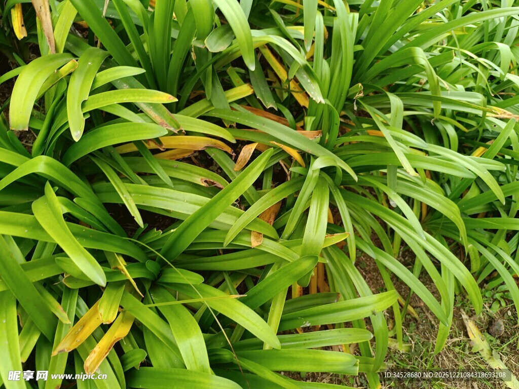 翠绿繁茂的热带植物景观