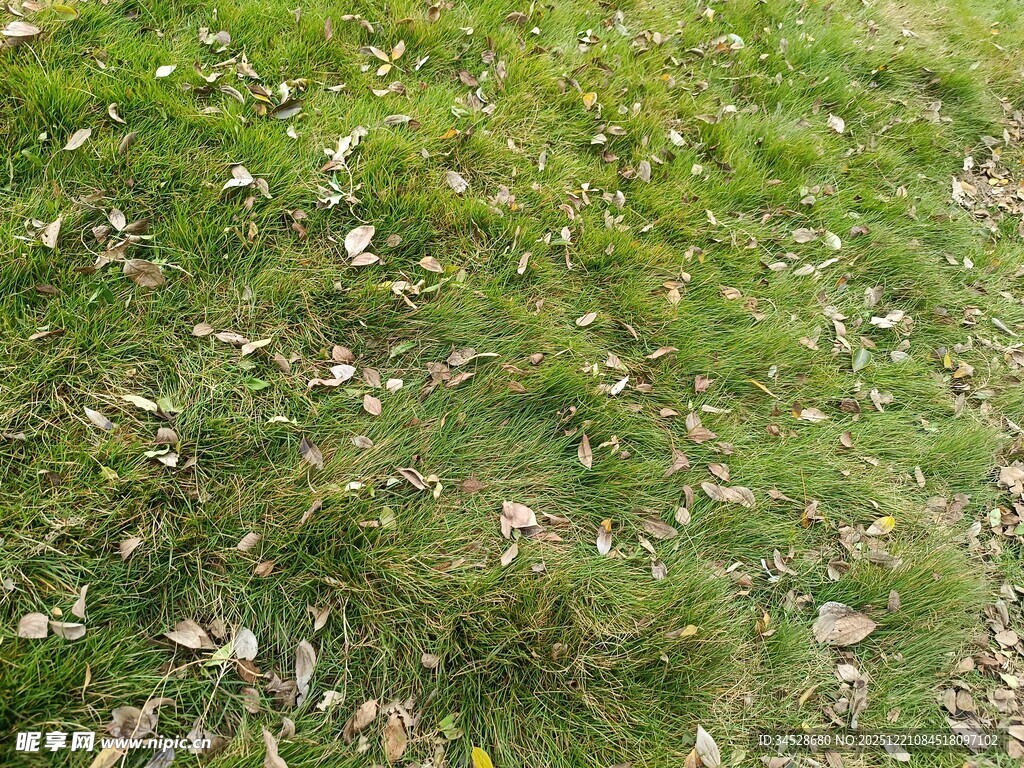 翠绿草地散落些许花瓣