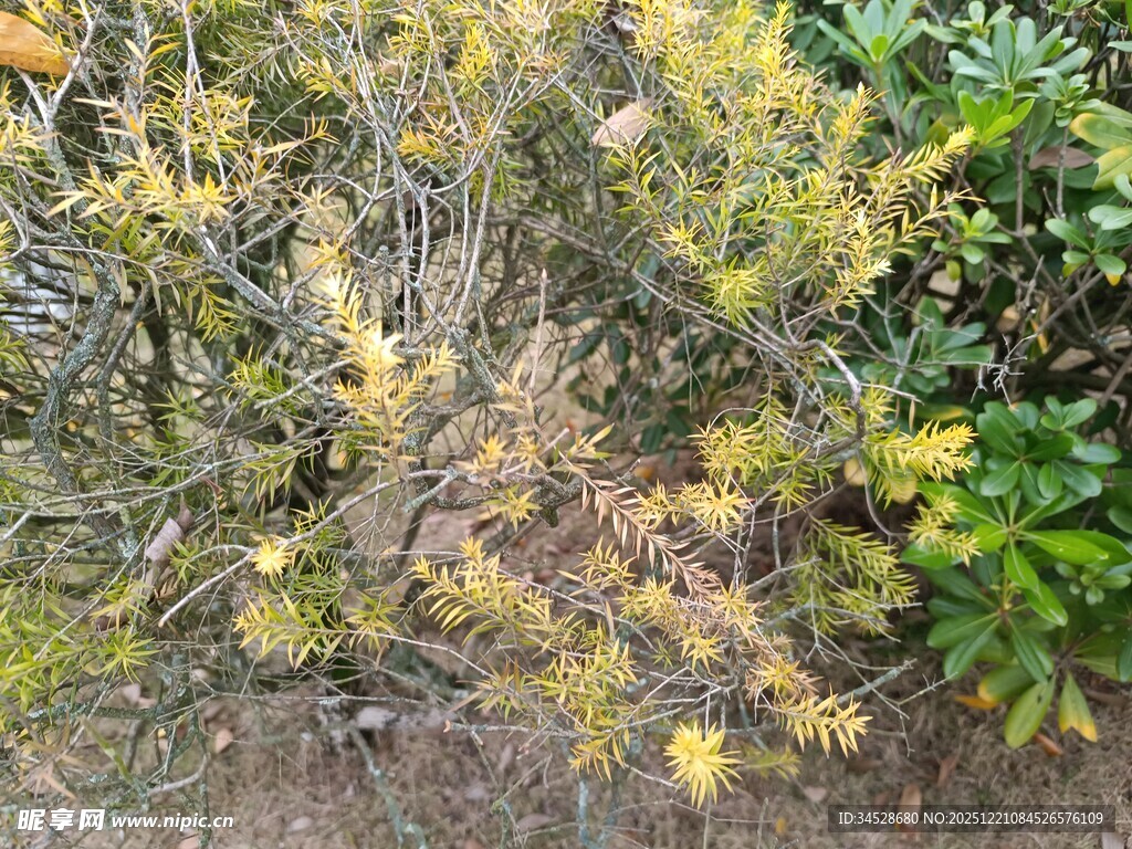 野外黄绿相间的植物景观