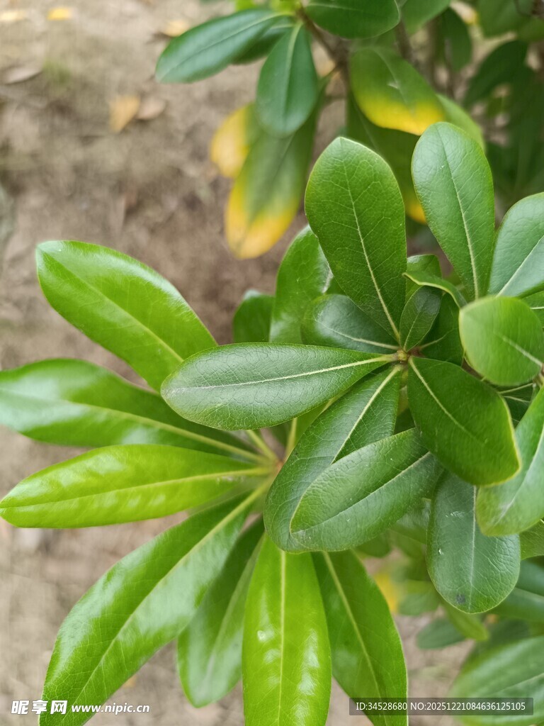 翠绿鹅掌柴枝叶特写