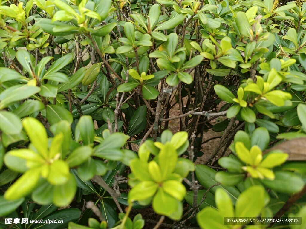 翠绿繁茂的低矮绿植