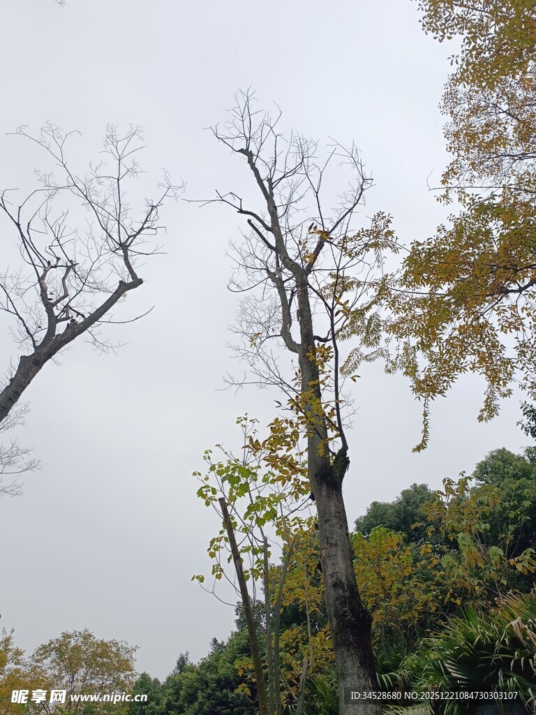 枯树与绿树相映的景致